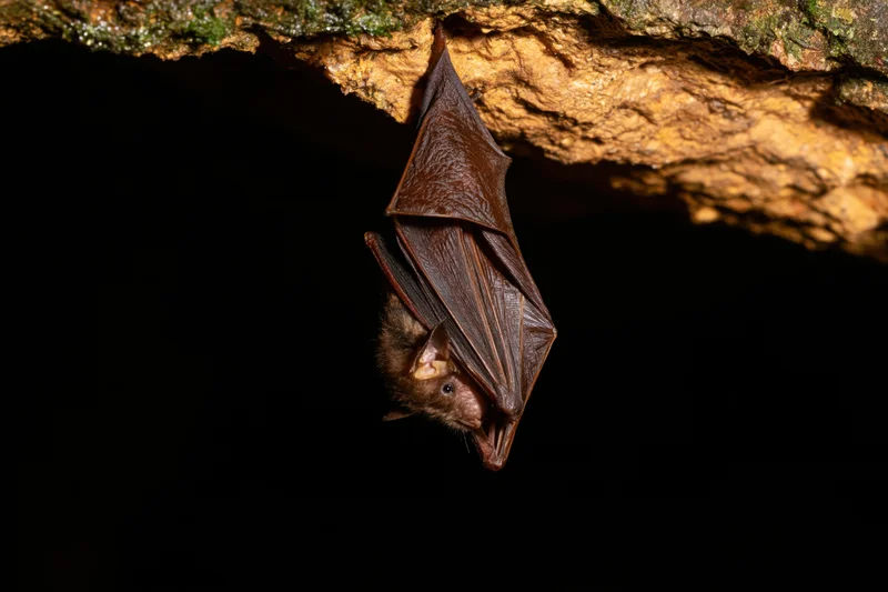 Small bat hanging upside down from rough cave ceiling in dark environment