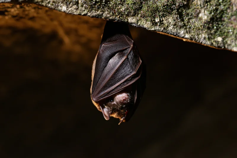 Bat hanging upside down from rough cave ceiling