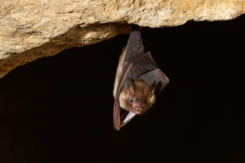 Small bat hanging upside down from cave ceiling with wings folded tightly around body