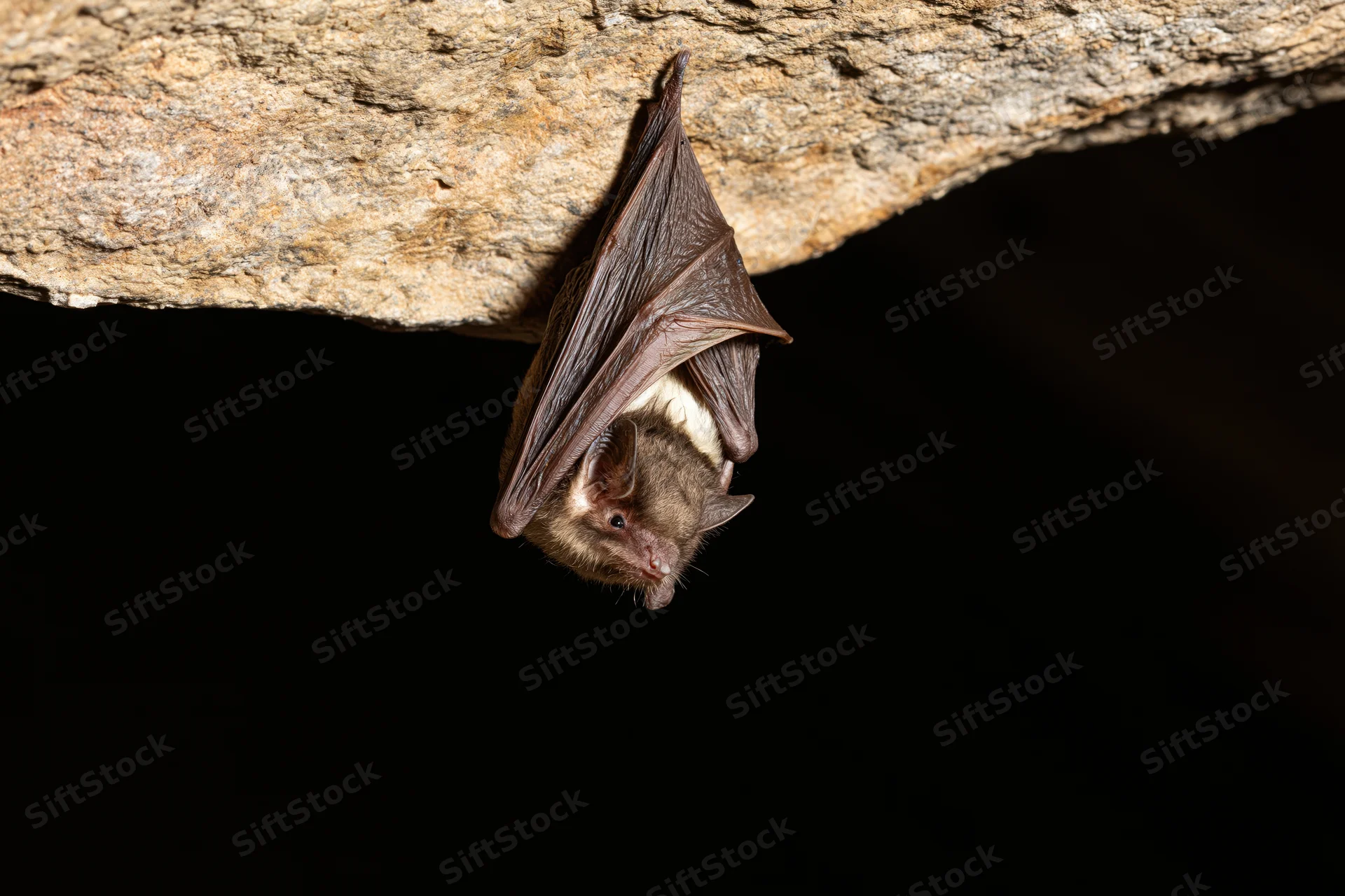 Small bat roosting upside down with wings folded against cave ceiling
