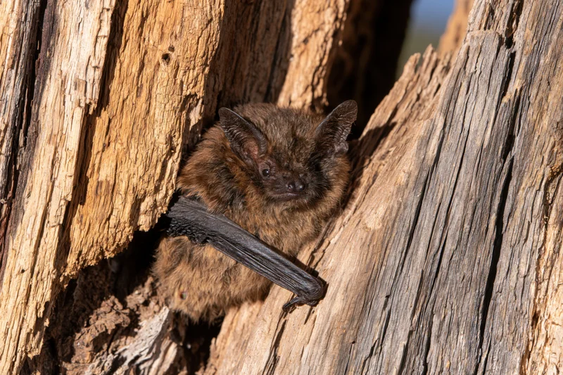 Small brown bat clinging to textured rotting wood in a tree crevice