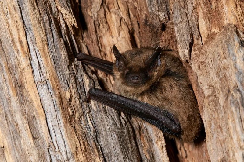 Small brown bat clinging to deeply textured rotting wood in a tree cavity
