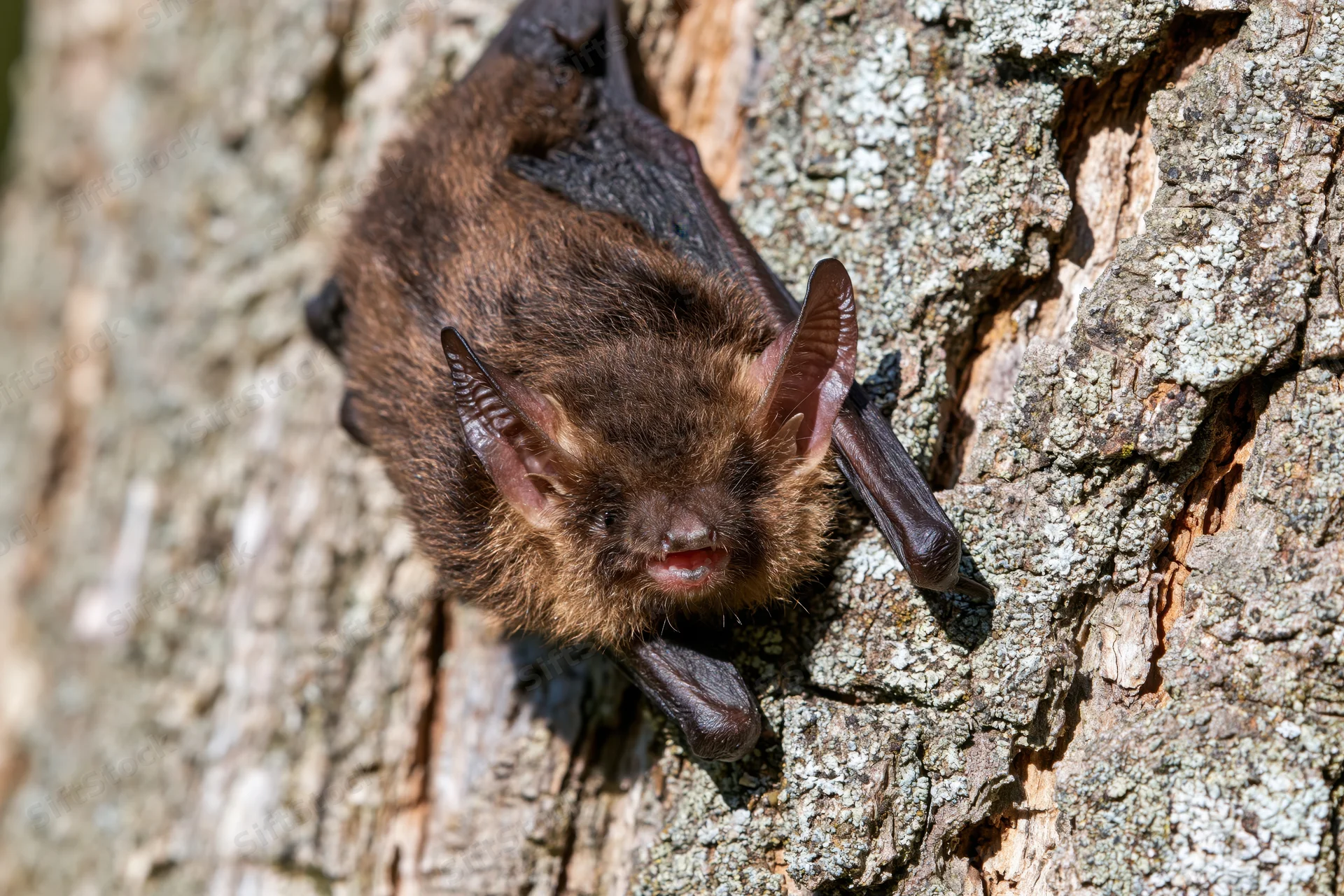 Small brown bat clinging upside-down to rough tree bark in daylight