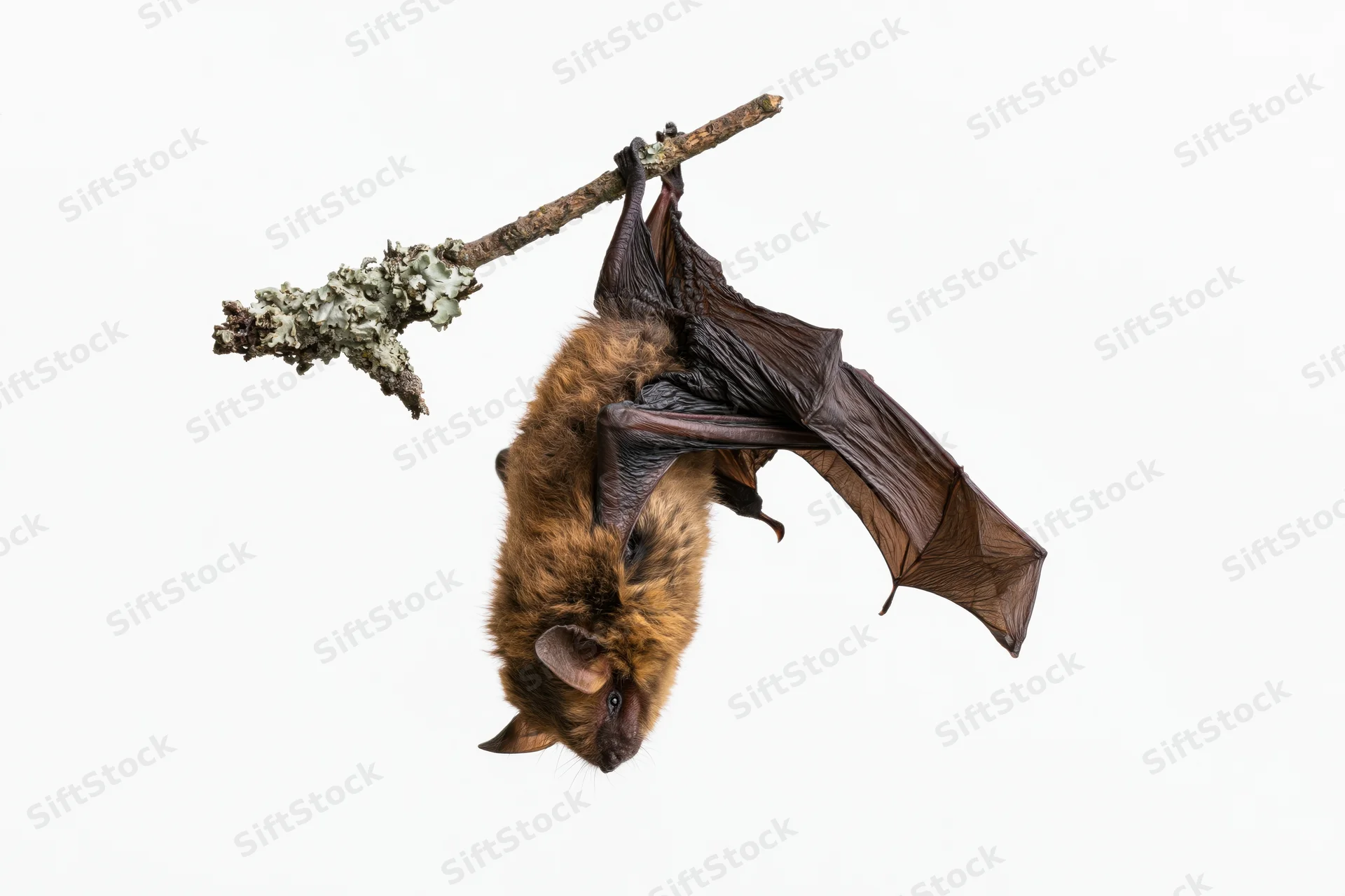 Small brown bat hanging upside down from a lichen-covered branch against white background