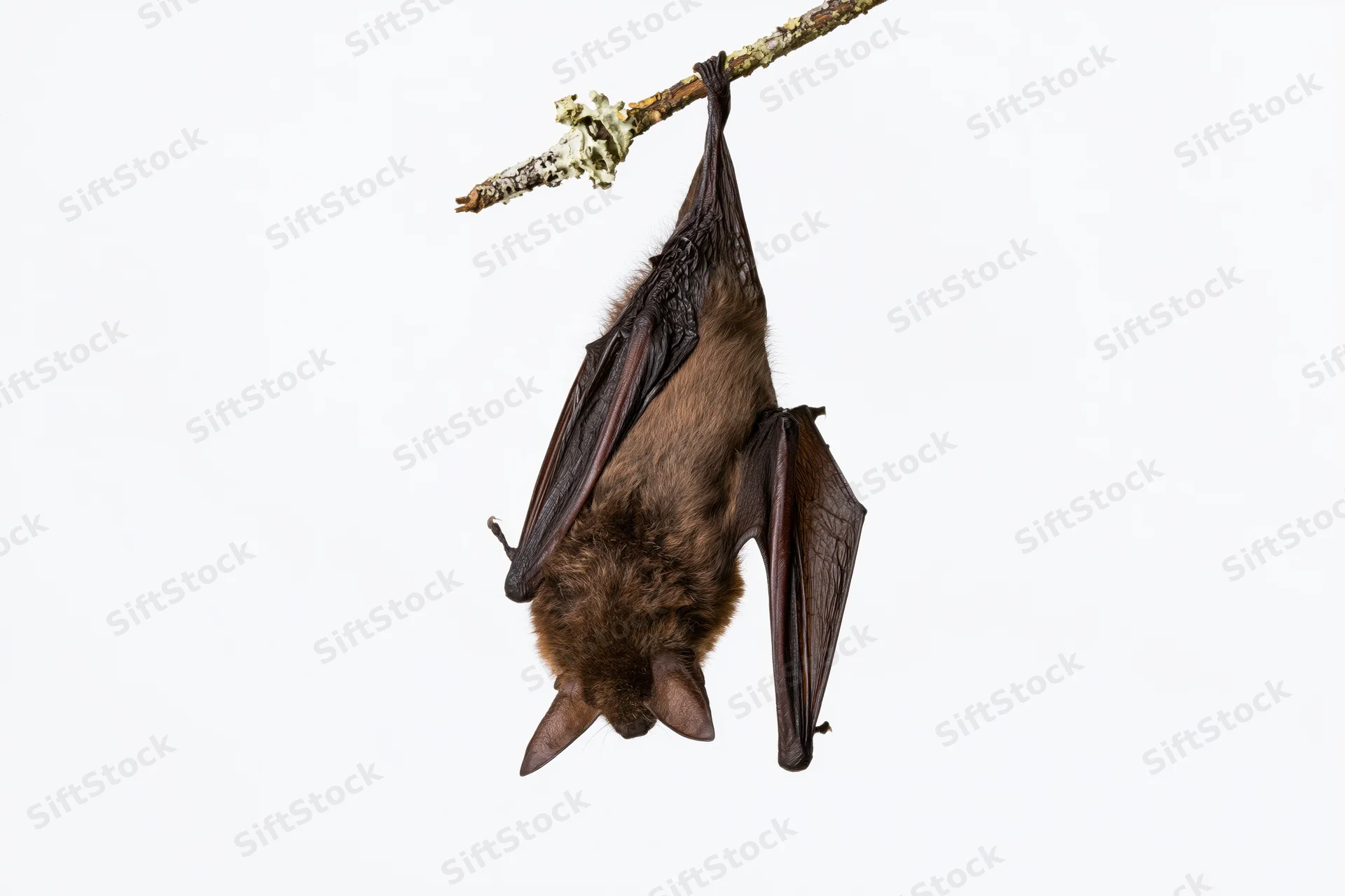 Small brown bat hanging upside down from a lichen-covered branch against white background
