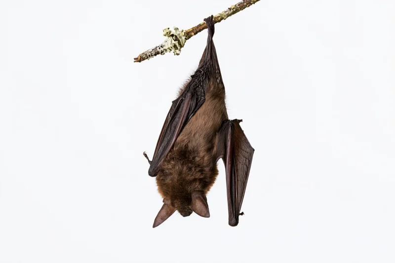 Small brown bat hanging upside down from a lichen-covered branch against white background