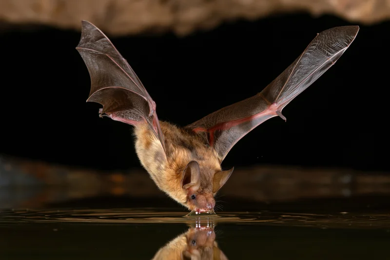 Bat flying low over water surface drinking with wings spread and reflection visible