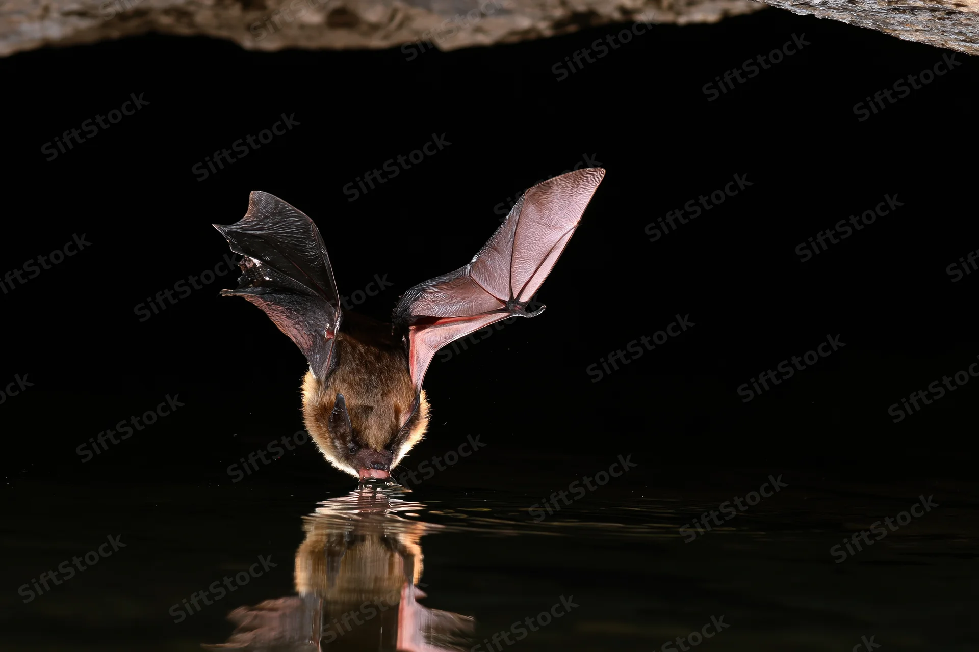 Bat flying low over water drinking with wings spread and reflection visible below