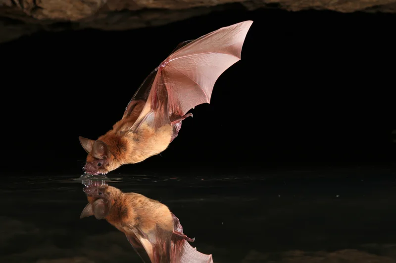 Bat flying low over water surface drinking with reflection visible below