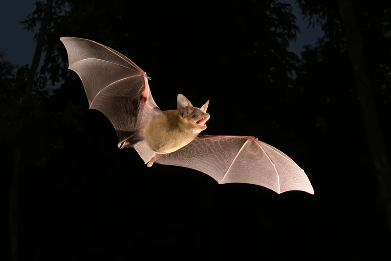 Small brown bat flying with wings fully extended in dark forest at night