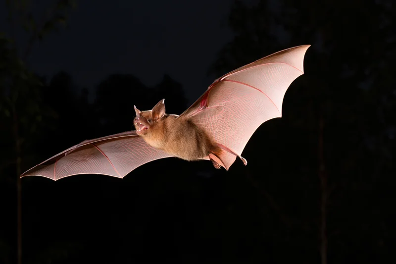 Small brown bat in mid-flight with wings fully extended against dark forest night sky
