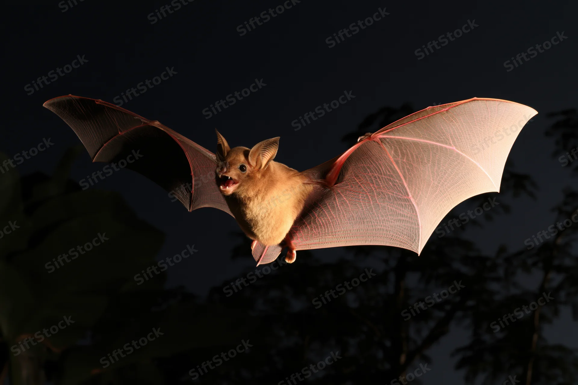 Small brown bat flying with wings extended against dark night sky with trees below