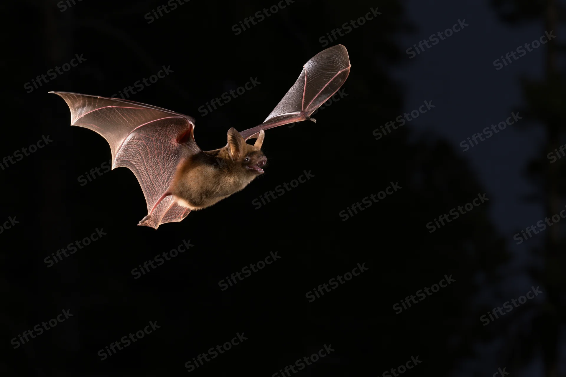 Small brown bat flying with wings extended in dark forest at night