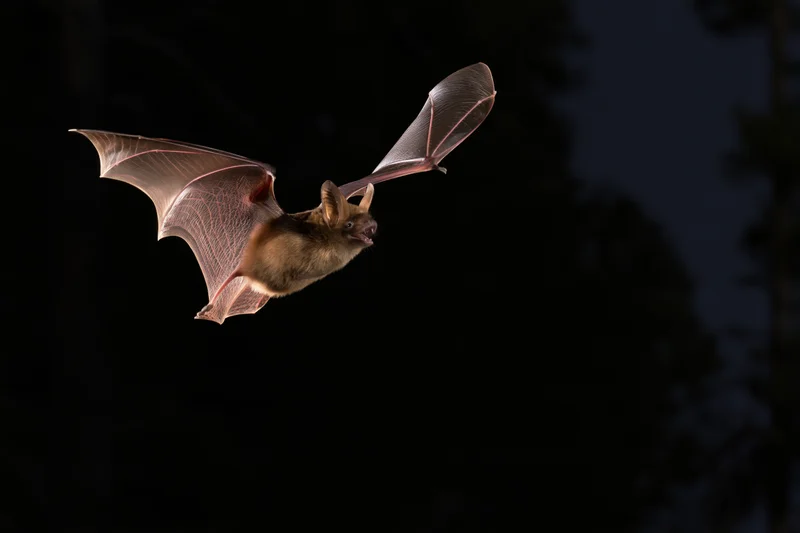 Small brown bat flying with wings extended in dark forest at night