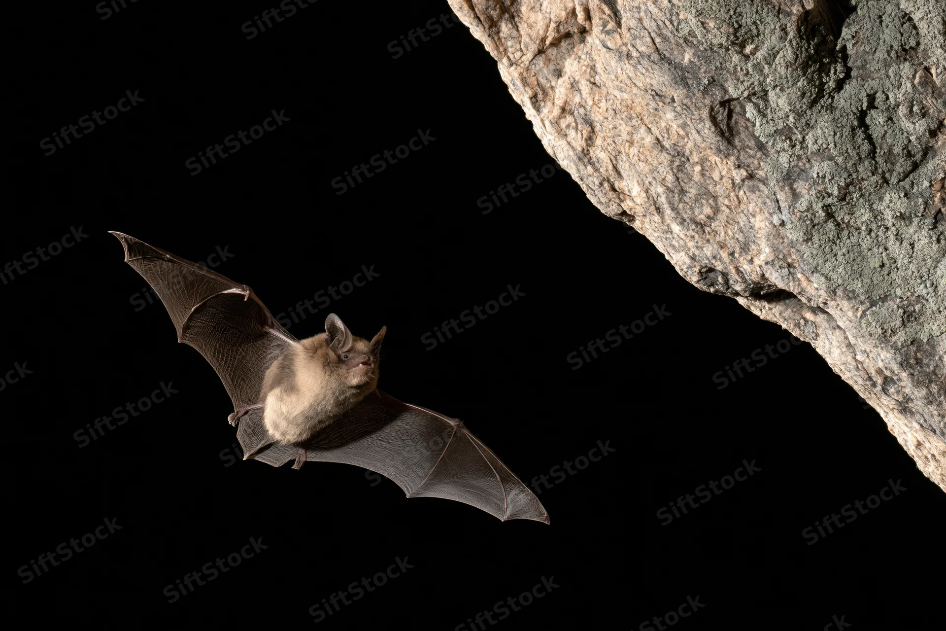 Small brown bat in mid-flight with wings extended near cave rock formation at night