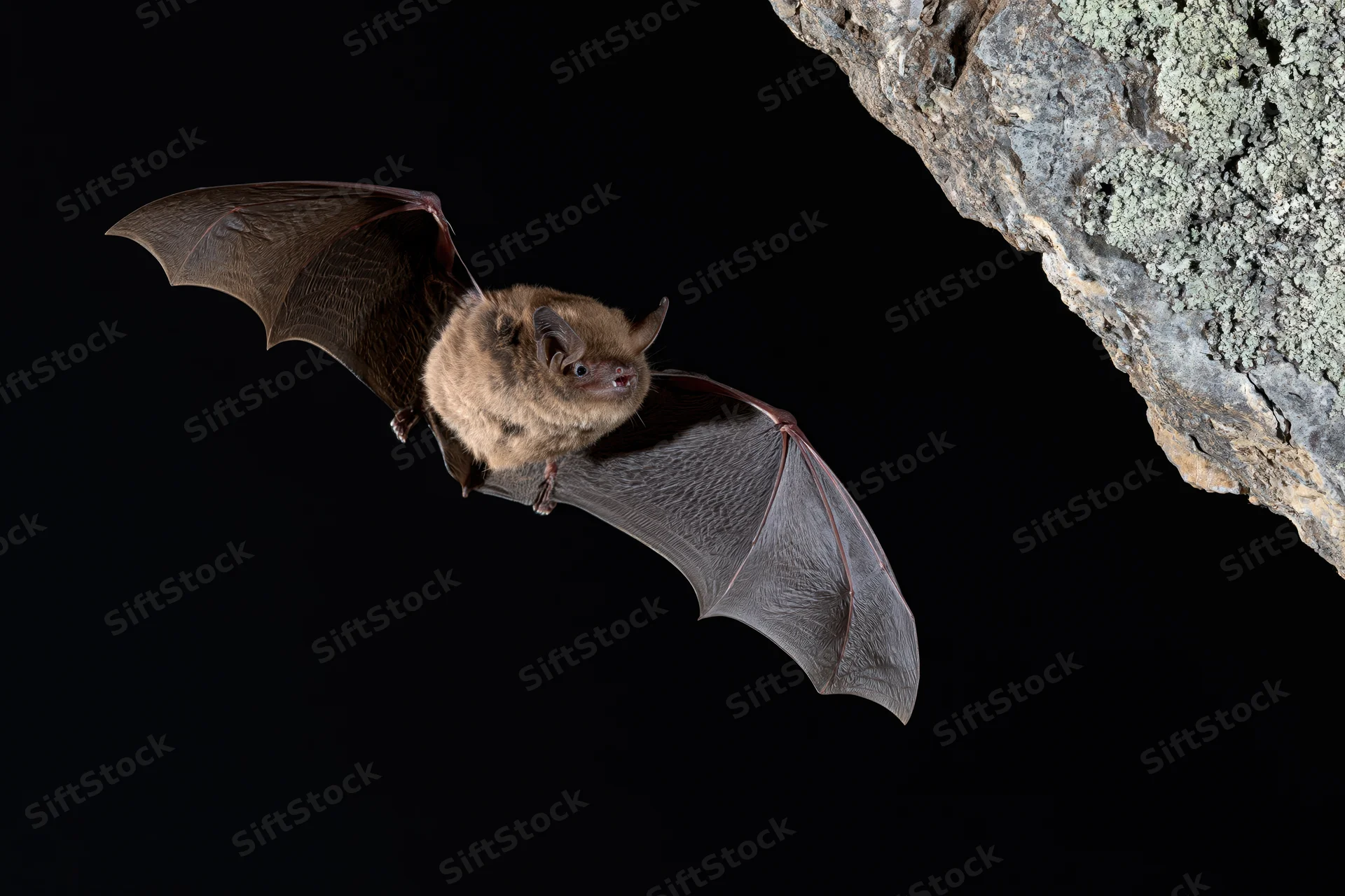 Small brown bat in mid-flight with wings extended near a rocky cave entrance