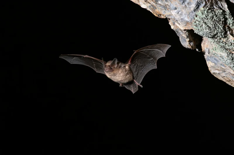 Small brown bat in mid-flight with wings extended near rocky cave entrance at night