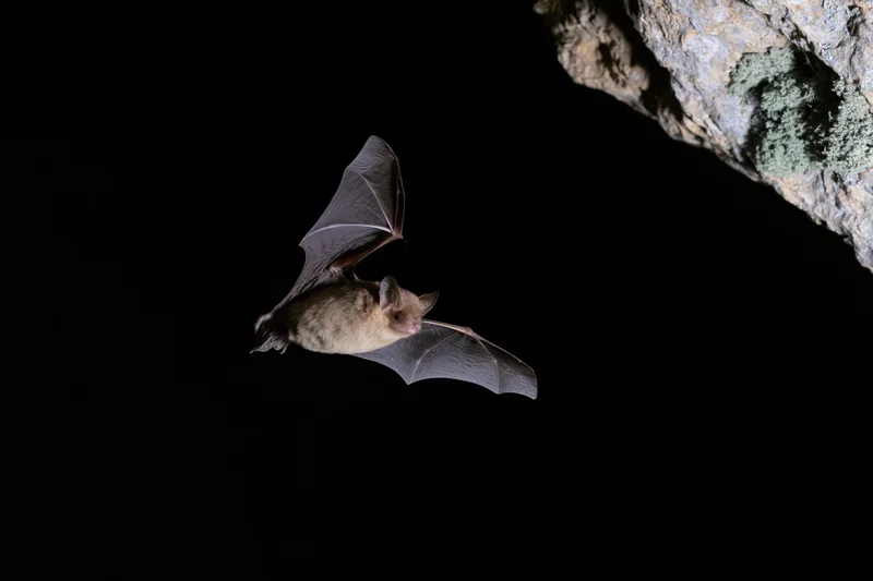 Small brown bat in mid-flight with wings extended near cave entrance at night
