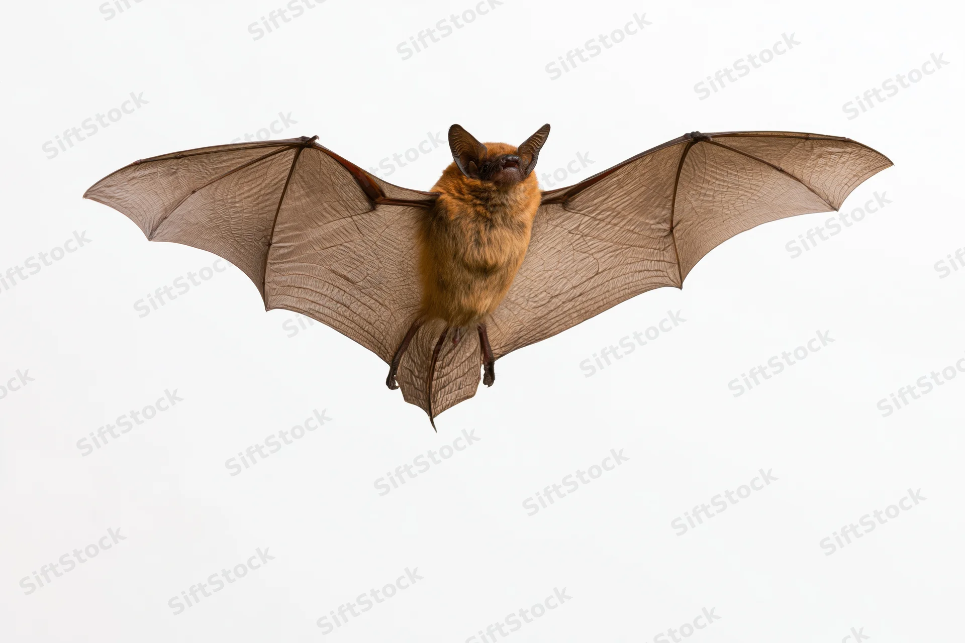 Small brown bat in mid-flight with wings fully spread against white background