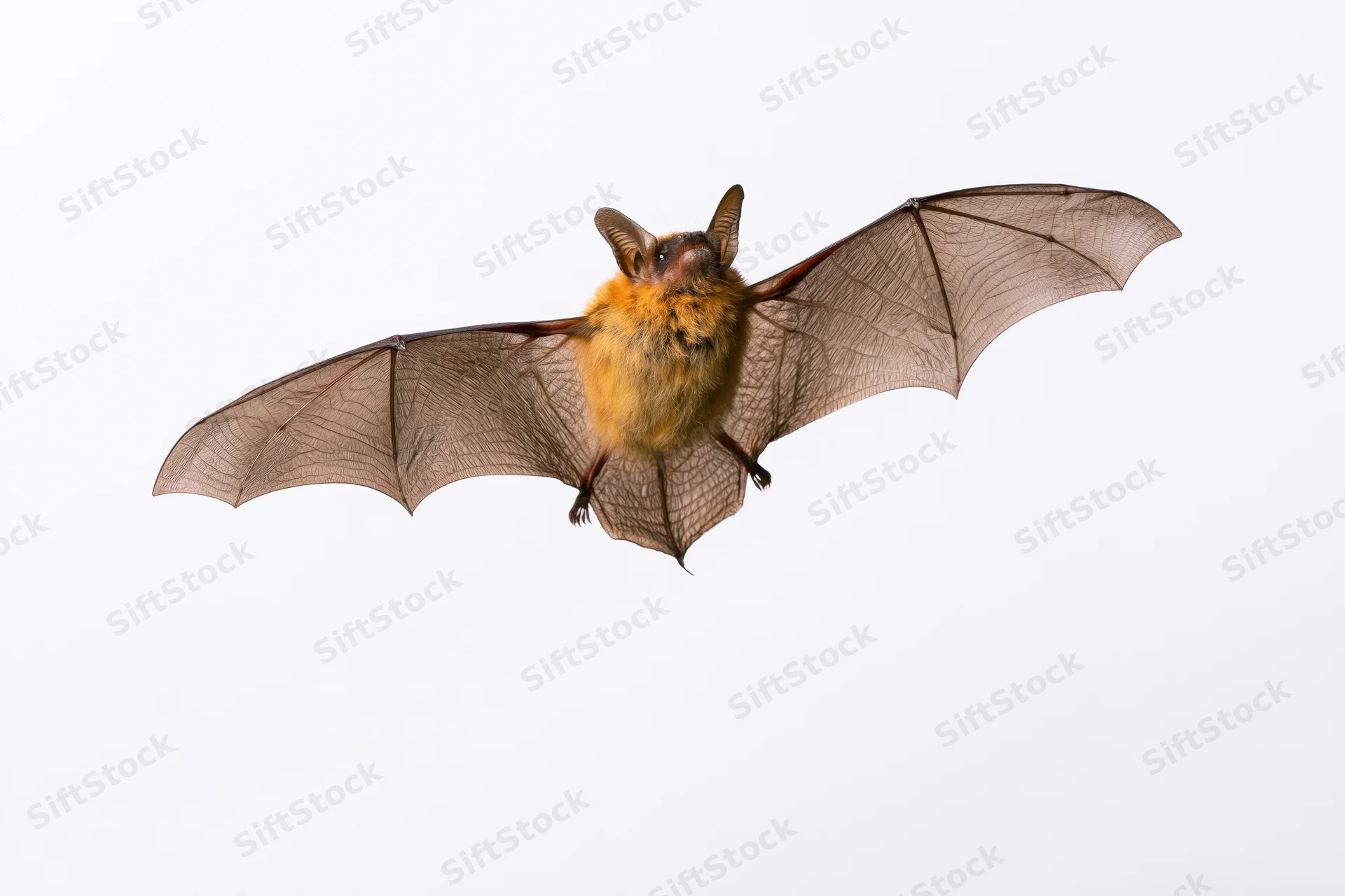 Bat in mid-flight with wings fully spread against white background