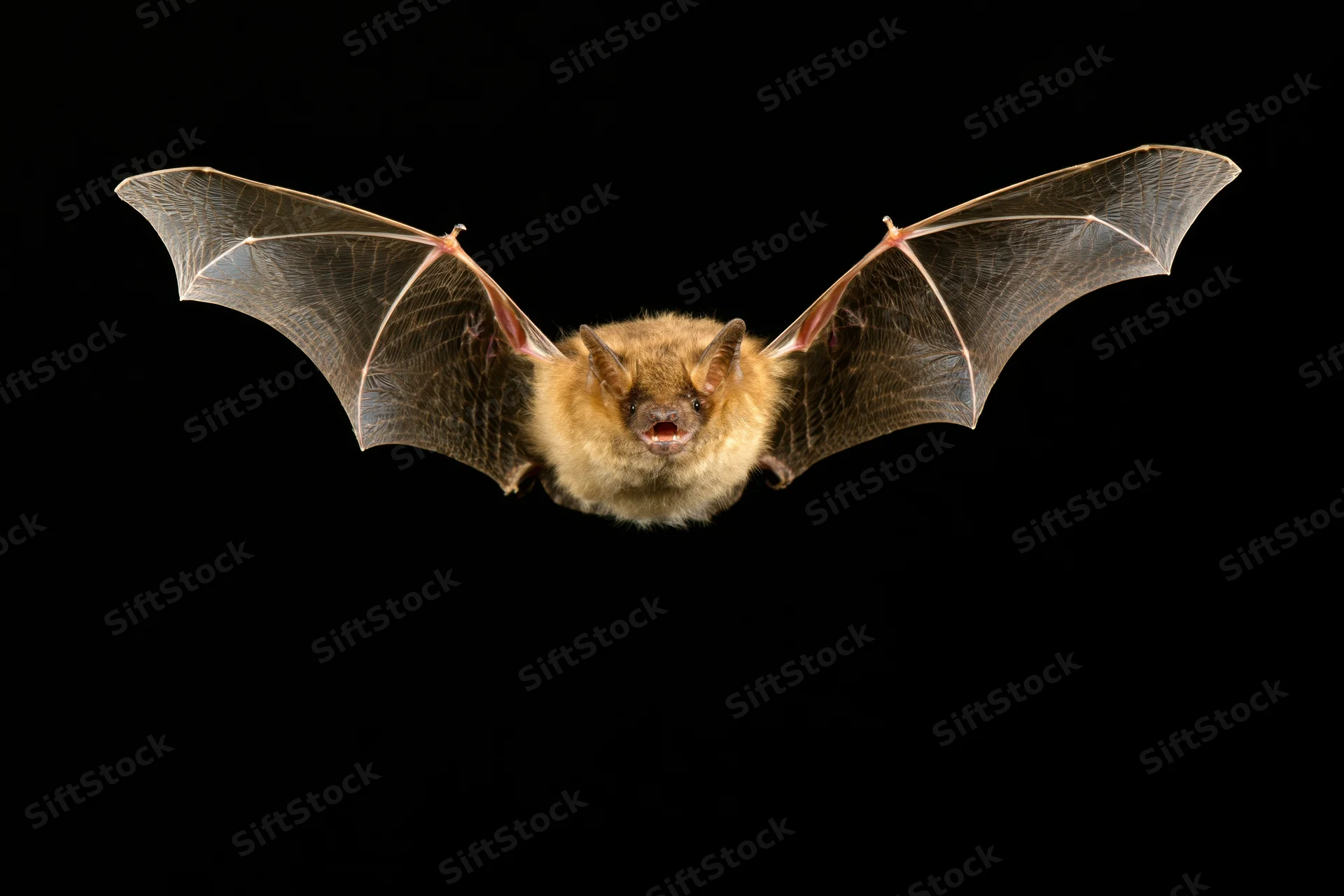 Small brown bat in mid-flight with wings fully spread against black background