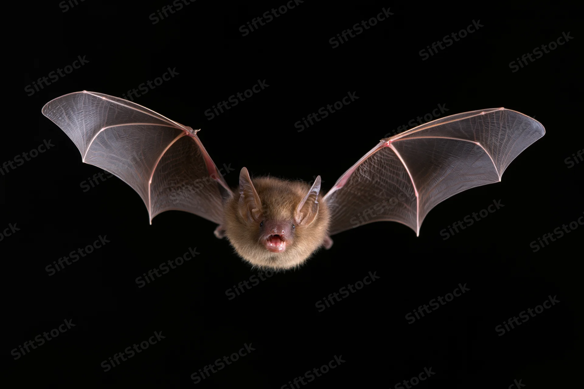 Small brown bat in mid-flight with wings fully spread and mouth open against black background