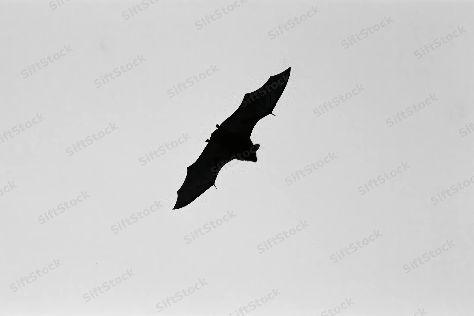 Silhouette of a bat in flight against a pale sky