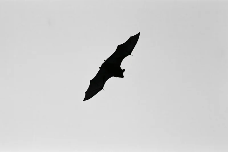 Silhouette of a bat in flight against a pale sky