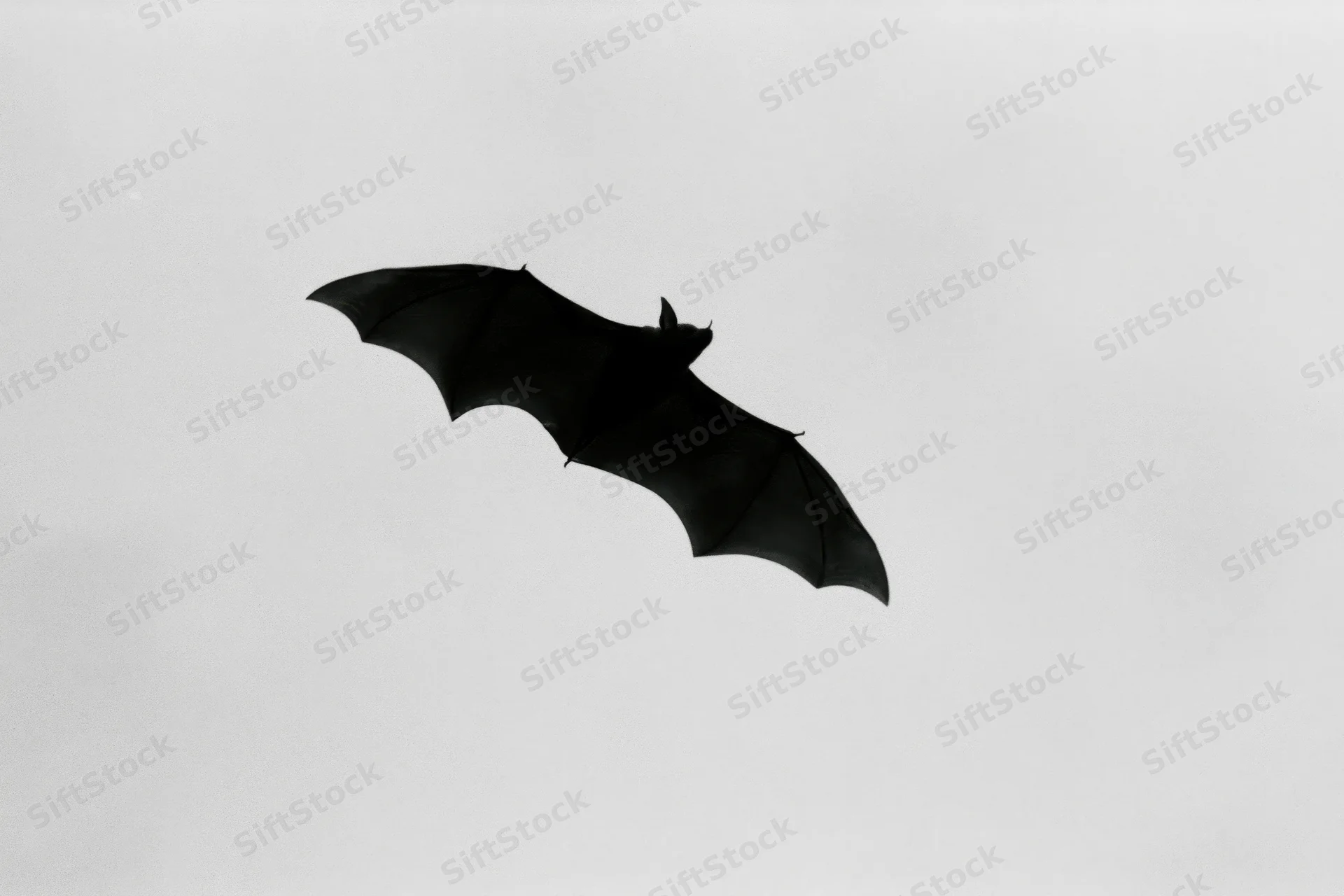 Bat in silhouette flying against a plain sky
