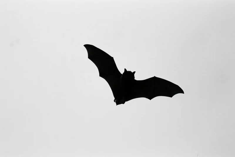 Bat in flight silhouetted against a bright sky