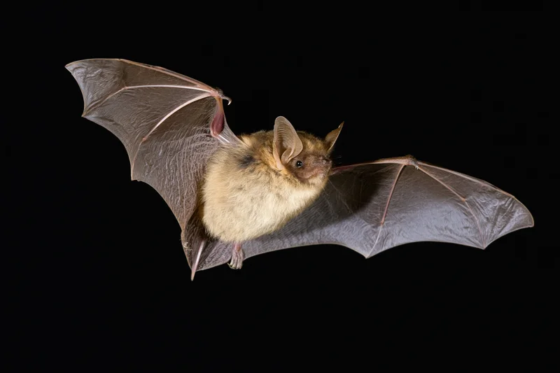 Small brown bat in mid-flight with wings fully extended against black background