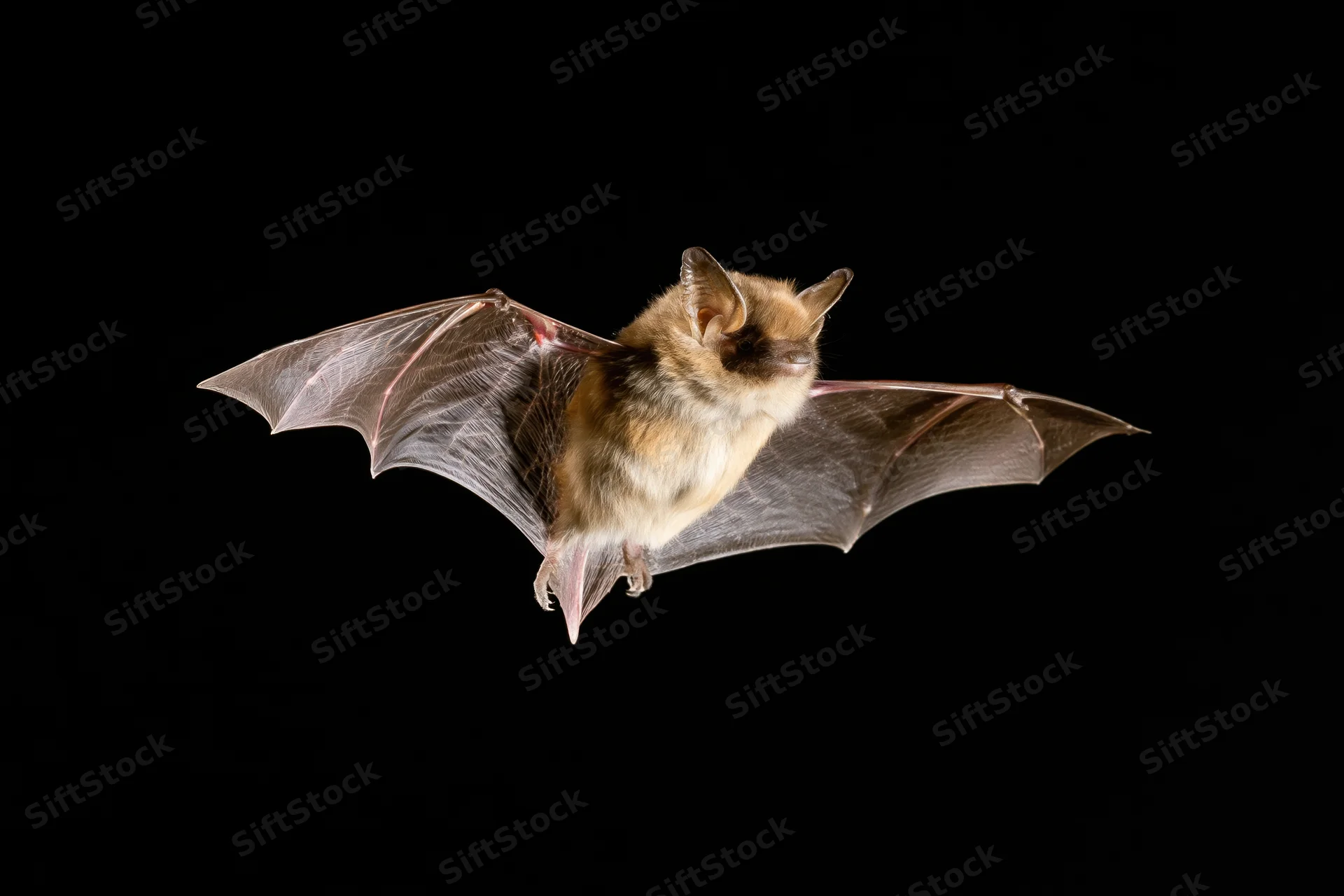 Small brown bat in mid-flight with wings fully extended against black background