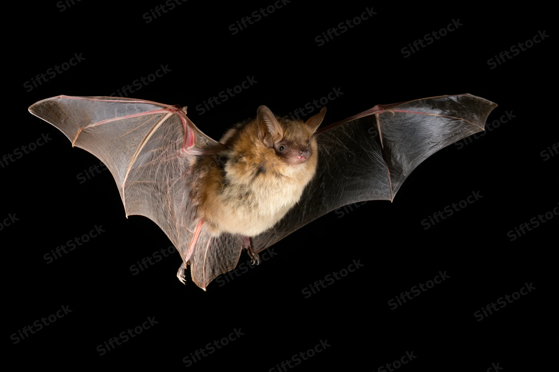 Small brown bat in mid-flight with wings fully extended against black background