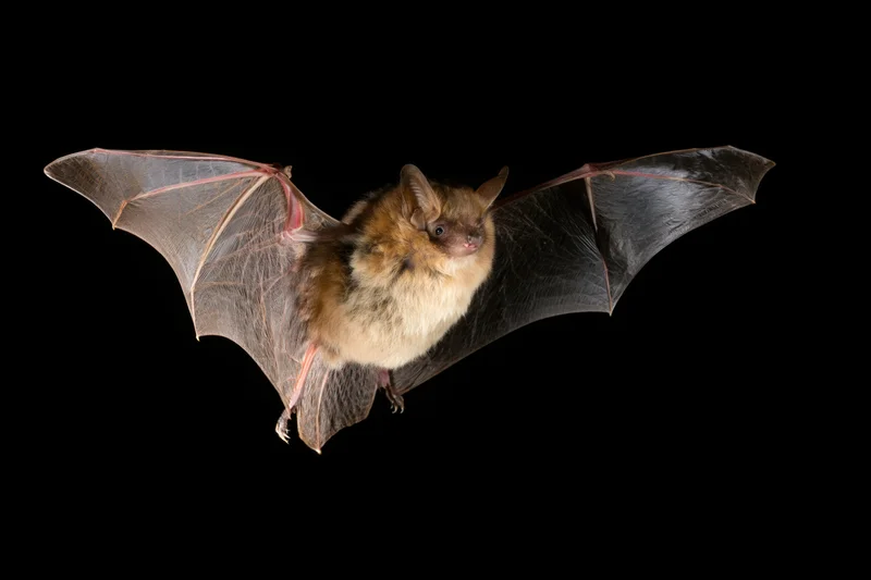Small brown bat in mid-flight with wings fully extended against black background