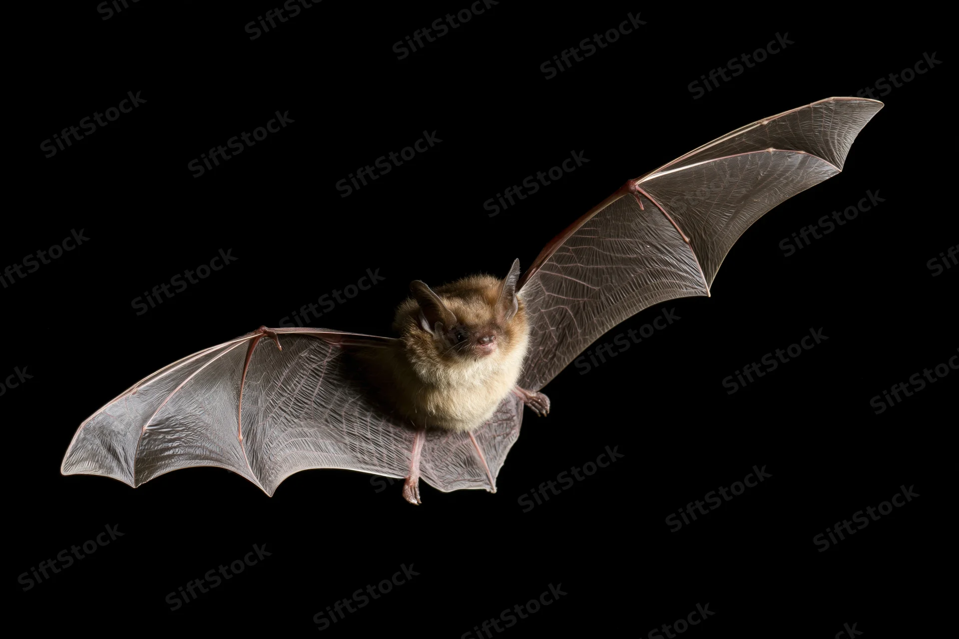 Small brown bat in mid-flight with wings fully extended against black background