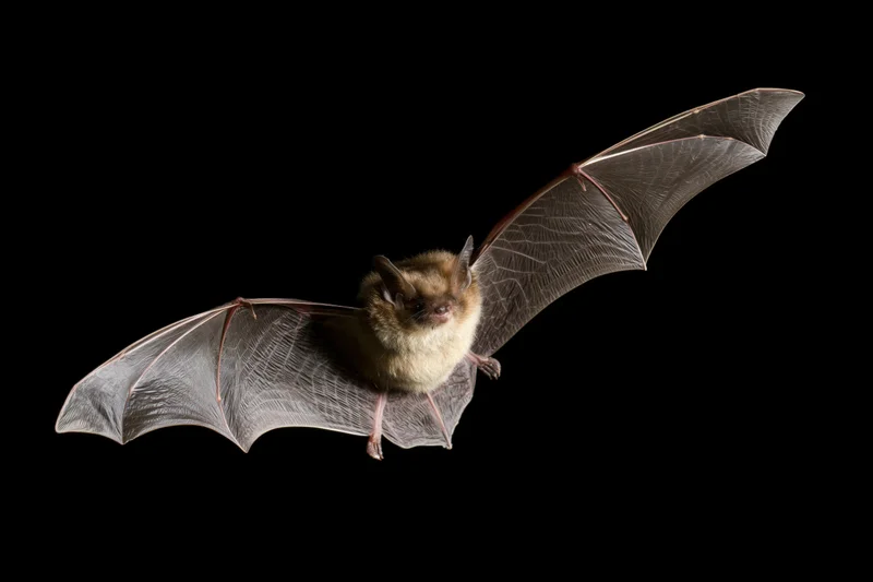 Small brown bat in mid-flight with wings fully extended against black background
