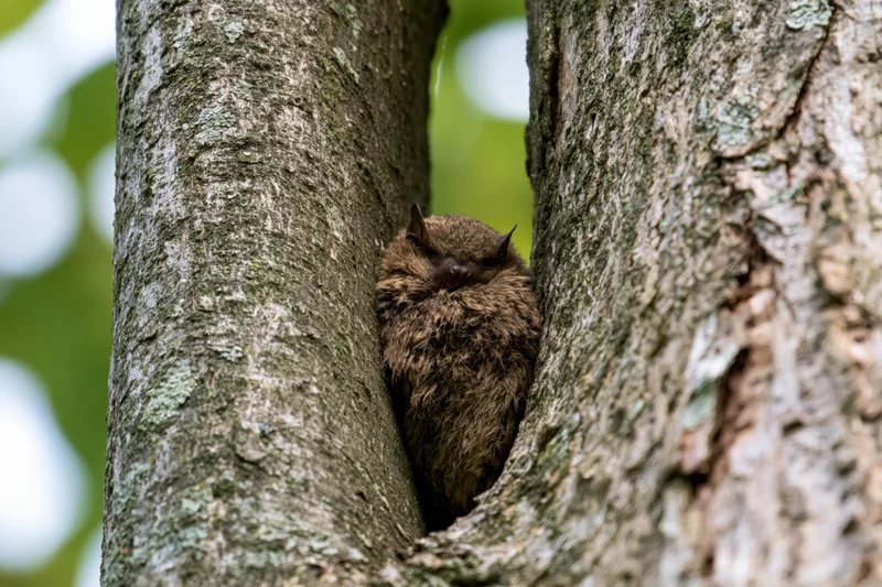 Small brown bat roosting motionless inside a narrow tree crevice