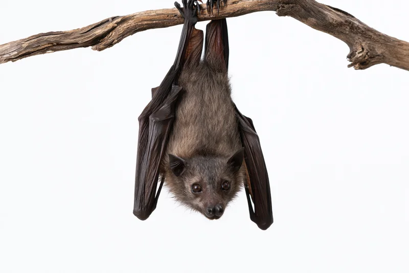 Fruit bat hanging upside down from a gnarled dry branch against white background