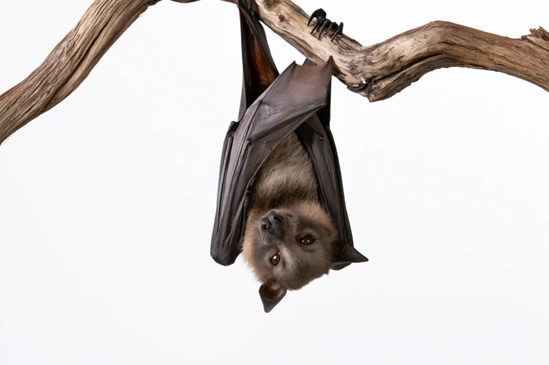 Fruit bat hanging upside down from a gnarled dry branch against white background