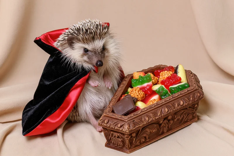Hedgehog in vampire cape beside candy-filled coffin on draped fabric