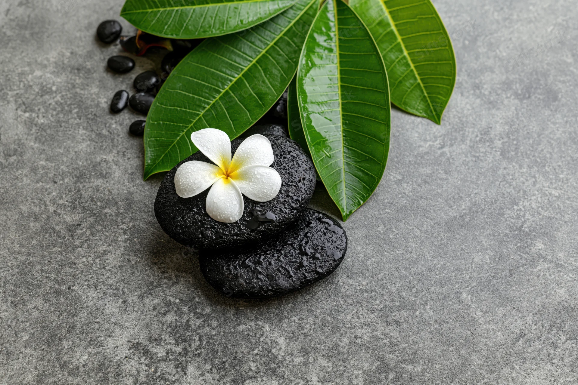White plumeria flower with yellow center resting on stacked black stones beside green leaves on gray surface