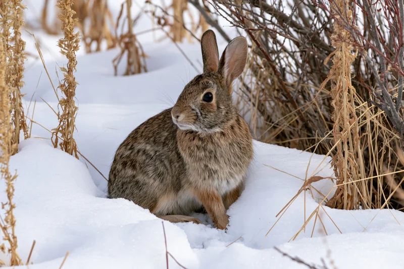 Wild cottontail rabbit sitting alert in deep snow among dry grass and shrubs