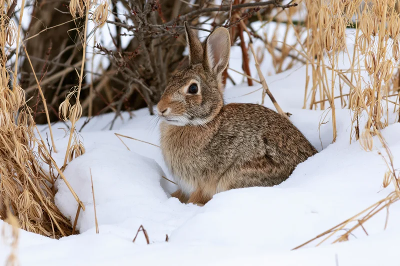 Wild cottontail rabbit sitting alert in deep snow among dry grass and bushes