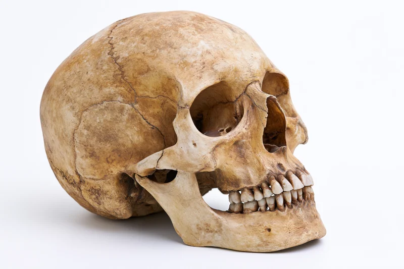 Aged human skull with open jaw on white background