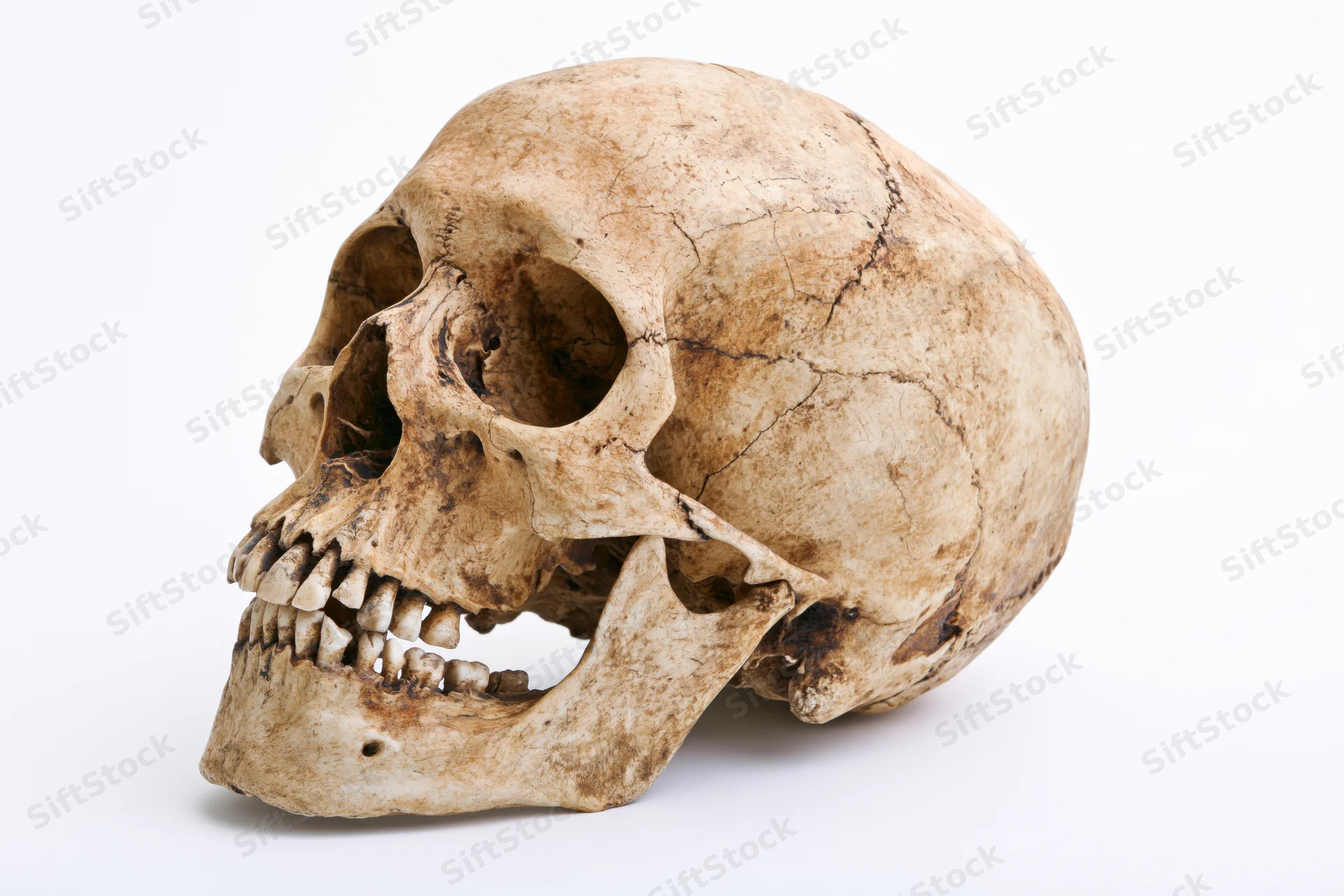 Aged human skull with open jaw on white background