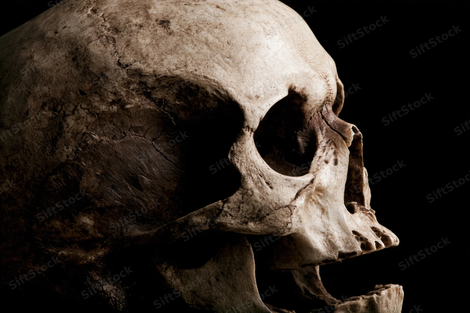 Aged human skull in profile with open jaw against black background