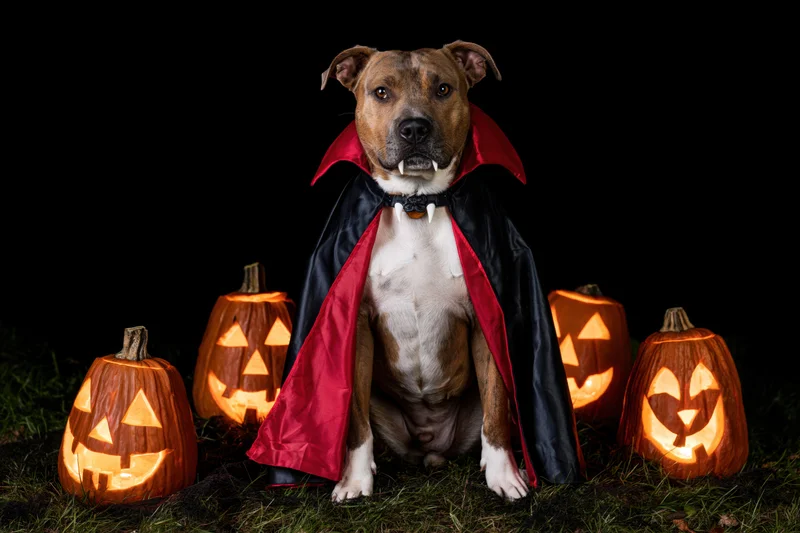 American staffordshire terrier dog in vampire costume sitting on grass surrounded by lit jack-o-lanterns