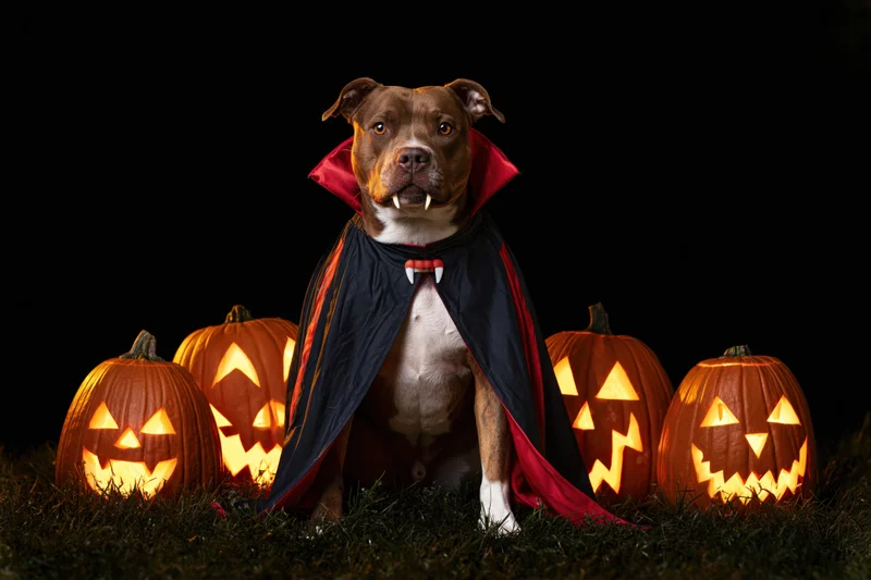 American staffordshire terrier dog in vampire costume sitting among lit jack-o-lanterns on grass at night