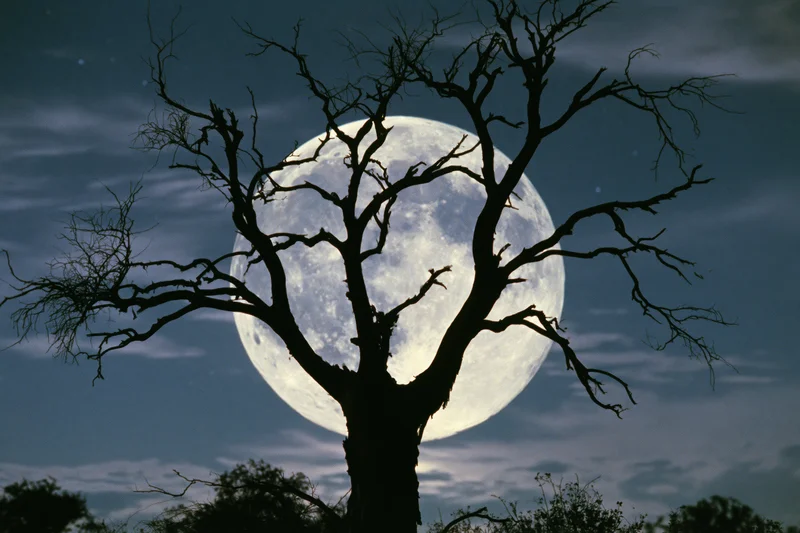 Bare dead tree silhouetted against a large full moon in a dark night sky