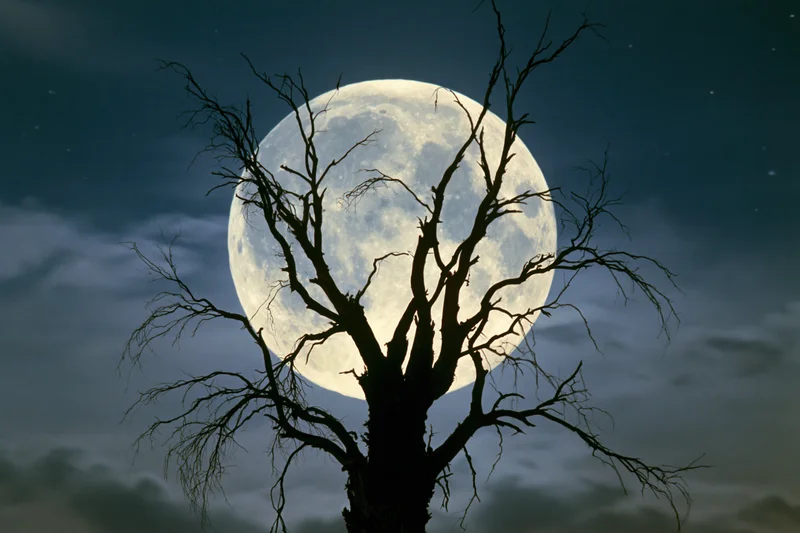 Bare dead tree silhouetted against a large full moon in a cloudy night sky
